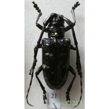 Anoplophora chinensis (Forster 1771) female 30mm Vietnam21